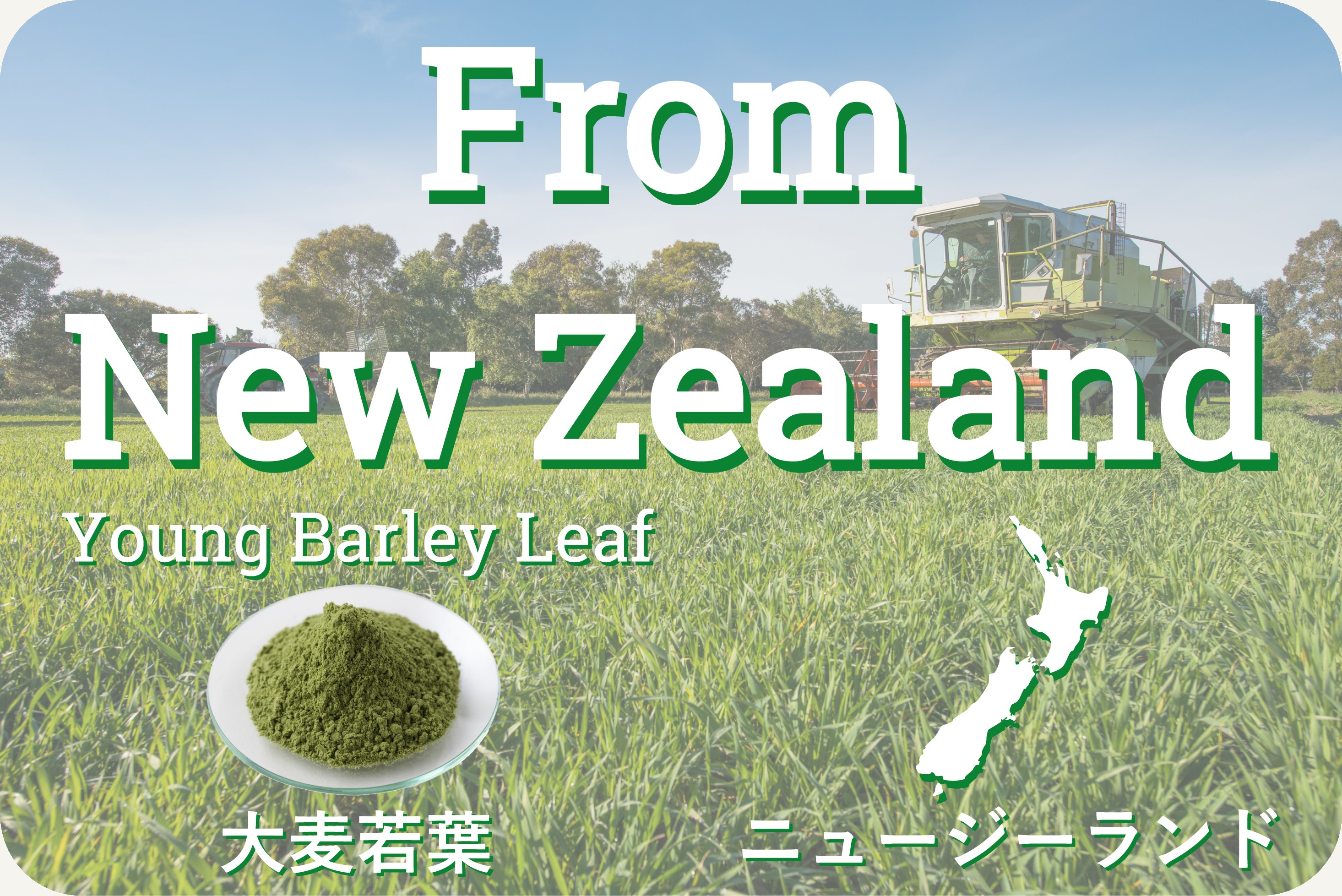ソーキ ニュージーランドの大麦若葉90g
